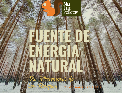 21 de Marzo: Por qué el futuro de los bosques depende de una gestión activa