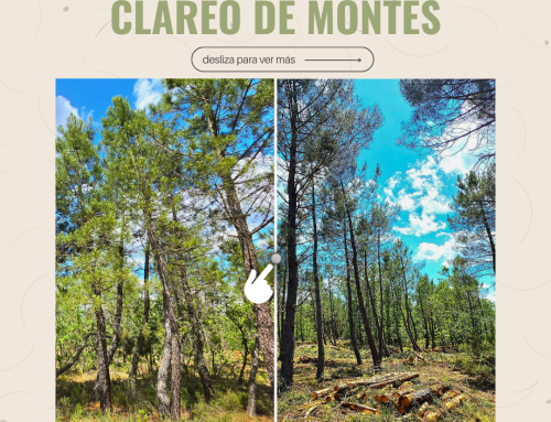 El clareo de pinos: qué es y por qué importa en la cadena del pellet.