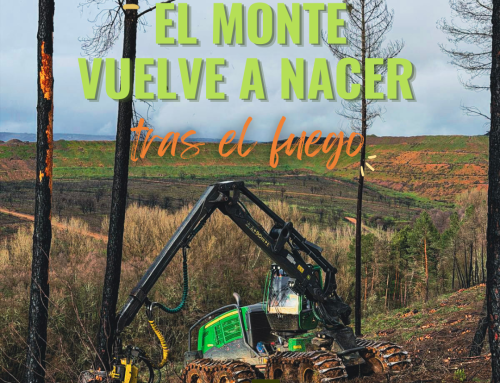 La regeneración natural del pino pinaster